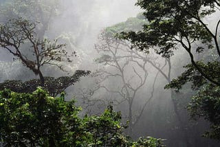 How NFTs could be a boon for environmental conservation