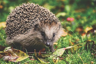 The Hedgehog’s Dilemma: On Choosing Loneliness vs Relationships in Life
