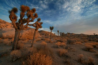 A desert path across rocky ground at dawn
