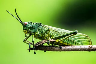 Can Bearded Dragons Eat Grasshoppers?