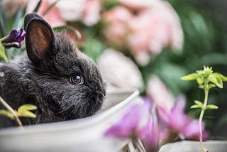 Why should I only buy cruelty-free cosmetics?