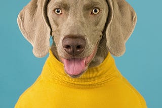 Photo of a liver-coloured dog from the waist-up looking right at the camera, with tongue out, wearing a mustard yellow skivvy.