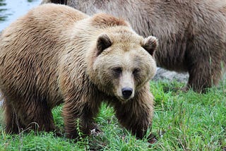 Everything You Need to Know About Bears