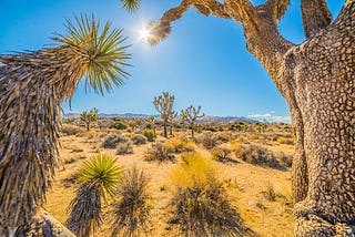 A long shot of a semi-barren desert with a hot sun, framed by cactus.