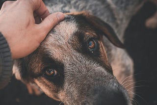 Stray dog getting petted