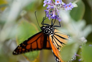 Becoming a Butterfly Lady