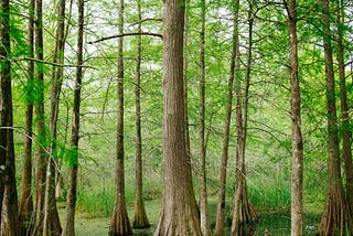 Trees in the mangroves