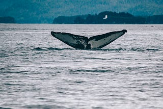 A Gold-Winning Solution Review of Kaggle Humpback Whale Identification Challenge