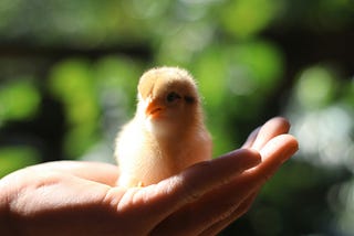 Baby chicken in someone’s hand