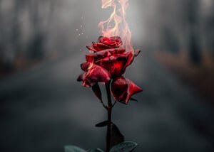 RECOVERY IS LIKE A BURNING ROSE….