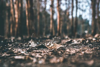 Burnt or dry leaves in the foreground of a forest
