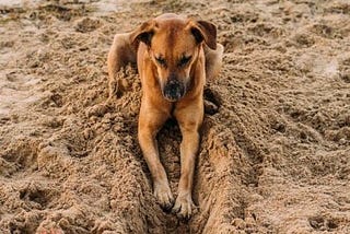 A dog digs a hole in the sand, looking for treasure.