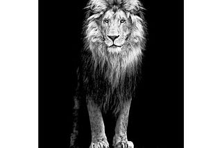 levvarts-lion-canvas-printportrait-of-beautiful-lion-in-the-dark-wall-art-stretched-wood-frameblack--1