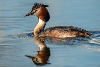 Grebes and Gender Politics: How Birds Can Help Us See Humans Differently