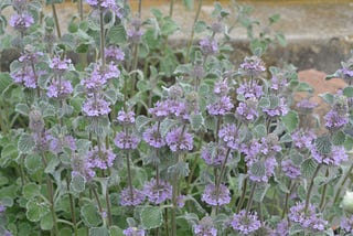 Happy Bees Abound With Horehound Around