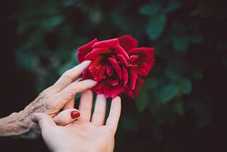 An older person’s hand and that of a younger person hold a rose.