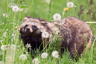 Raccoon-Dog-Invasion-in-Europe