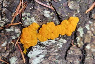 Fun Forest Find: Witches Butter (Tremella Mesenterica)