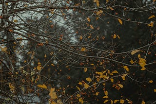 autumn comes to Die