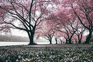 Color photo of pink flowering trees by Redd F on Unsplash