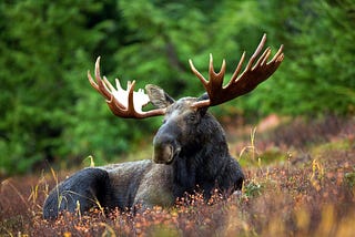 Moose Spiritual Meaning, Wisdom & Symbolism