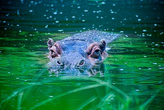 A hippo submerged in water