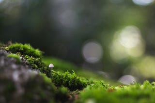 a tiny white mushroom just above the surface of some vibrant green moss