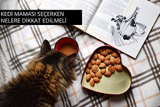 Kedi Maması Seçerken Nelere Dikkat Edilmeli?