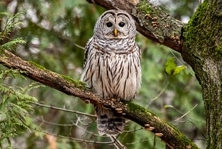 A barred owl perched on a mossy tree branch