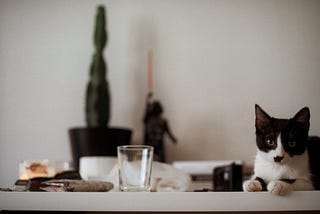 Why cats like to knock things off the table