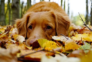 Slowing Down For Autumn