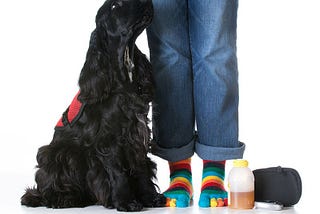 How dogs can make it easier to manage diabetes — Diabetes Voice