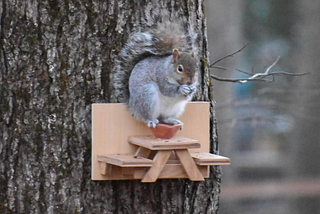 Squirrels, and feeling “Shifted”