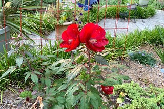 Gardening in the Apocalypse