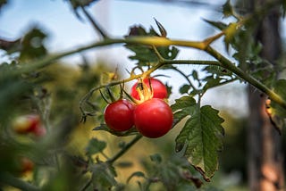 Growing tomatoes indoors for climate change resilience and food security.