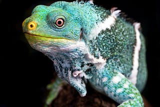 More than Just Reptiles: Exploring the Iguanas Toolkit for XAI Beyond Black Box Models