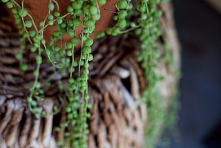 Care and grow String of pearls like a Pro | Watering,light,flowers and more