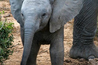 Chikoo’s Initiation