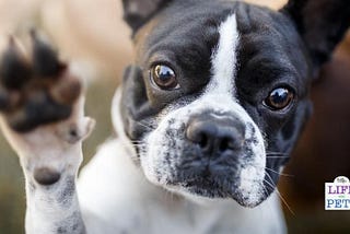 7 Fun Ways to Tell If Your Dog is Left or Right Pawed