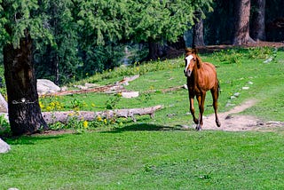 Exploring the Enchanting Majesty of Northern Pakistan