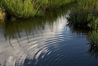 Ripples on the surface of a pond.