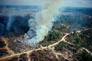 Palm oil, imperiled species and the planet: new pathways forward
