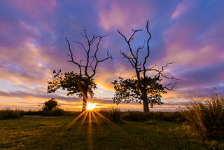 Carbon Sinks Are Global Warming Unsung Heroes