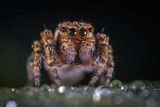 A spider staring off into the distance.