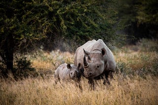 6 Stunning Destinations to See Rhinos