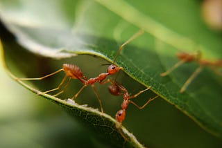 All queens, no workers: The evolution of socially parasitic ants
