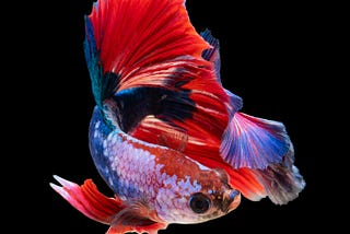 betta fish with vibrant colors