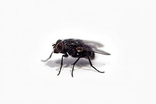 A Baby Fly Ruined My Life
