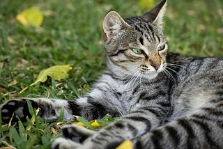 grey tabby cat curled up in short grass, head lifted to watch the world
