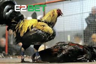Đá Gà Cựa Sắt Tại E2BET — Cá Cược Đá Gà Với Những Trận Đấu Đầu Kịch Tính